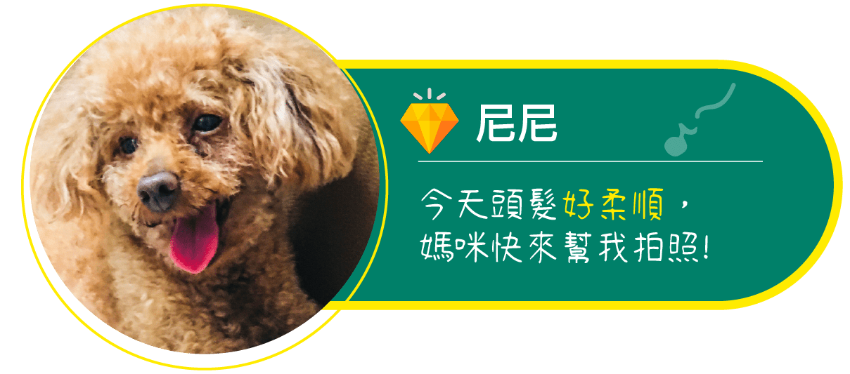 狗-尼尼 今天頭髮好柔順,媽咪快來幫我拍照