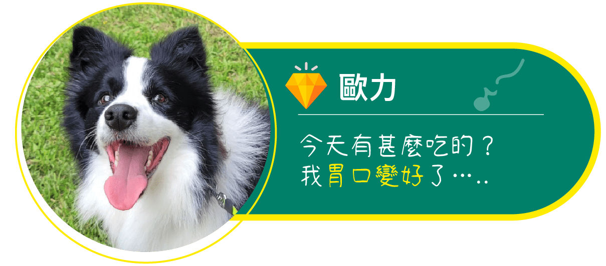 狗-歐力 今天有甚麼吃的? 我胃口變好了…..