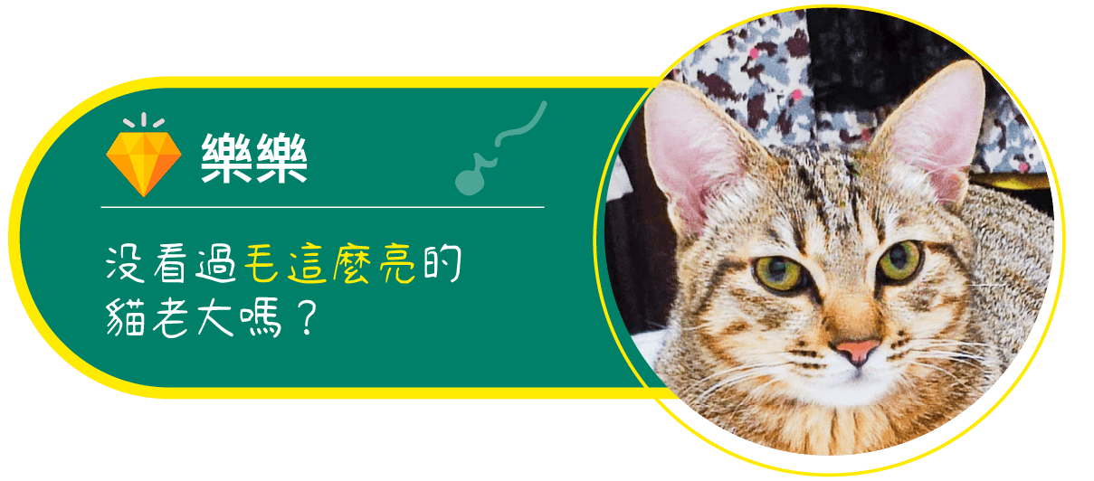 貓-樂樂 沒看過毛這麼亮的貓老大嗎?